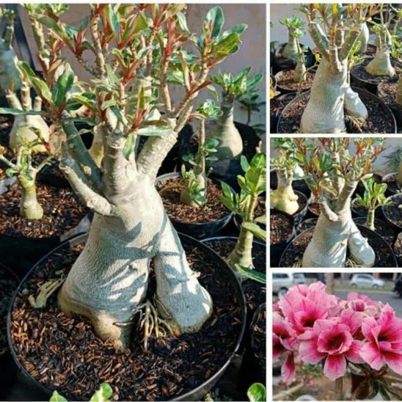 tanaman hias adenium bonggol besar cabang seribu
