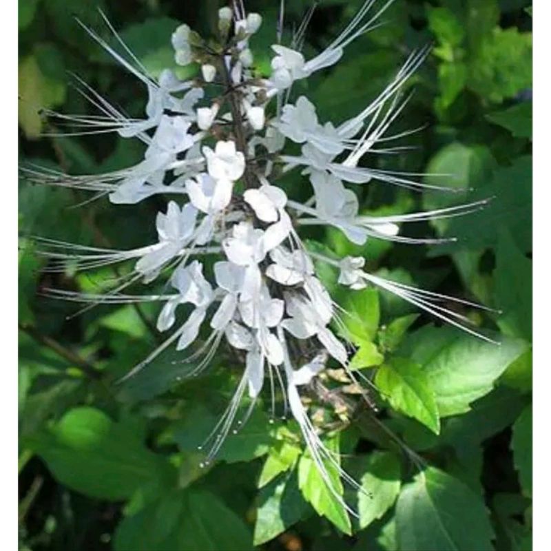 

daun kumis kucing segar fresh 200gram