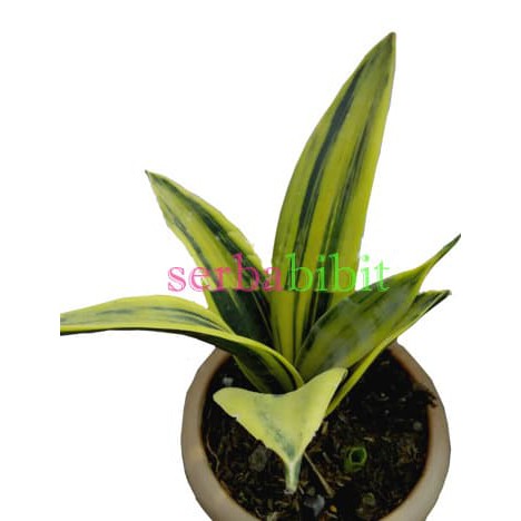 Sansevieria Gold Flame