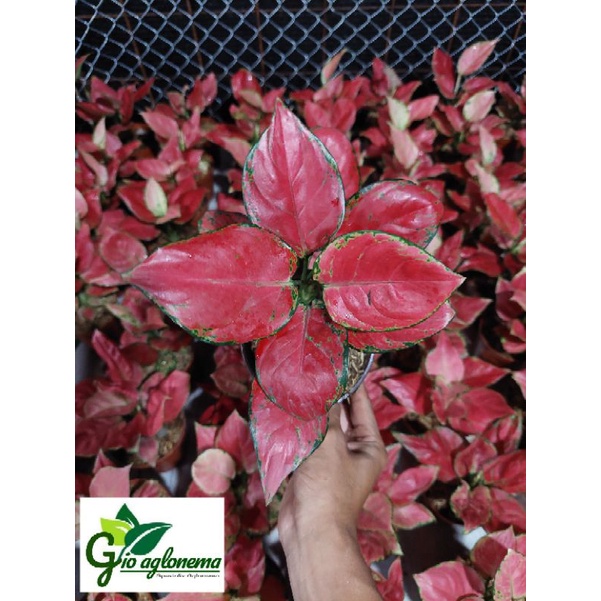 Aglonema red anjamani - Bunga Hias Aglonema- Tanaman Hidup - Bunga Hidup