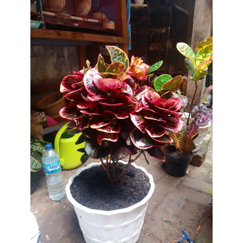 puring apel busarin 6 cabang