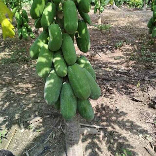 Benih pepaya california asli berkualitas super
