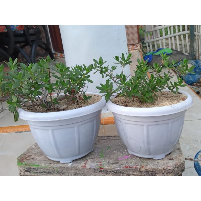 Bahan Bonsai Sentigi Karang Laut Santigi Dongkelan