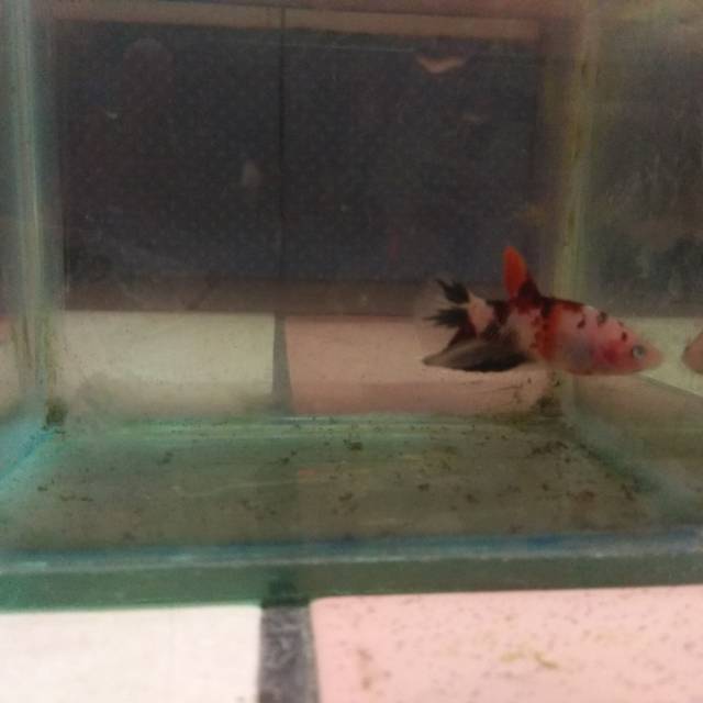 Ikan cupang nemo koi black unik