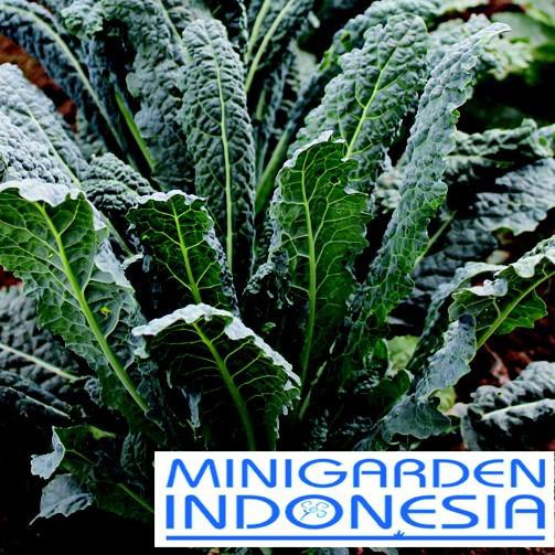 【TOPSELLER】 25 Benih Kale Nero Di Toscana F1 Mr. Fothergills Bibit tanaman sayur sayuran