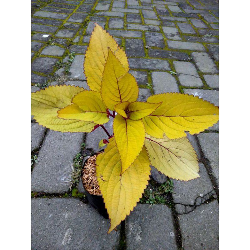 Tamanan Hias - Bibit bunga Miana Iler No.5