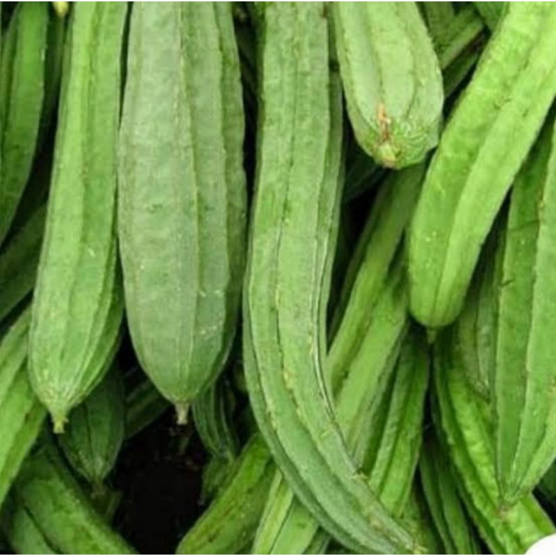 

Sayur Gambas Berat 1 kg (Pengiriman Medan)