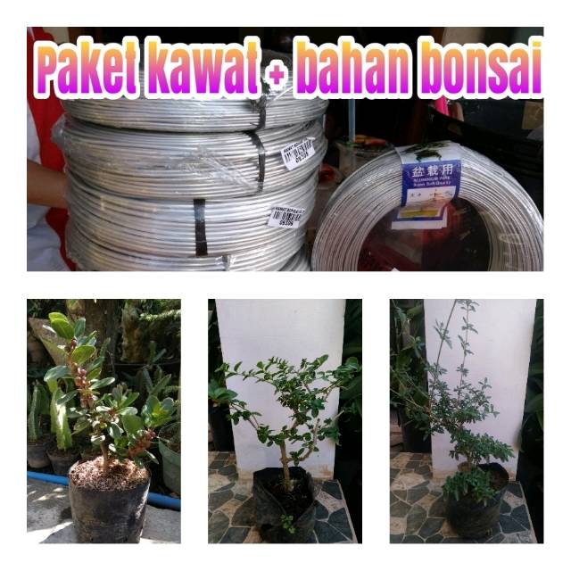 

Paket kawat bonsai