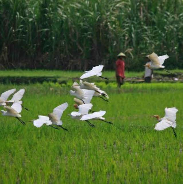 710 Koleksi Gambar Burung Blekok HD
