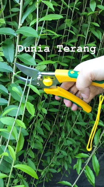 Gunting Dahan / Bunga / Ranting / Daun - Stainless Steel KAJIMA