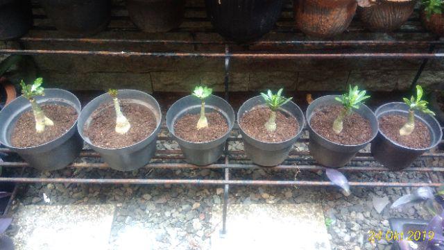 Bibit Adenium / Kamboja Jepang Tumpuk Nomor 28-36