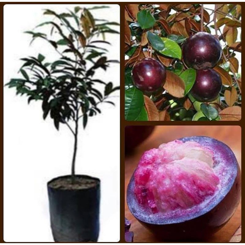 BIBIT TANAMAN KENITU / GENITU UNGU UNGGUL