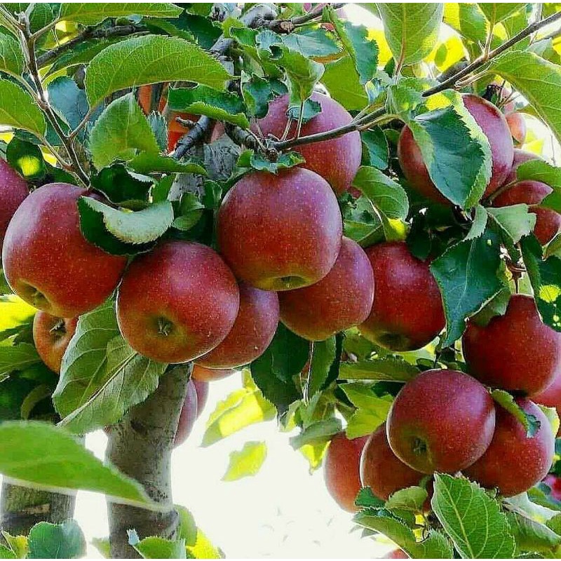 bibit buah apel merah mudah berbuah