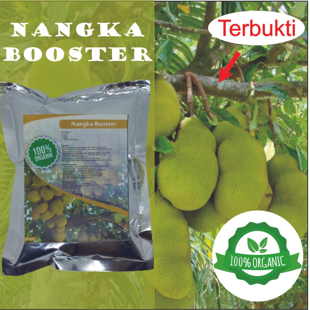 PUPUK BOOSTER NANGKA || PUPUK NANGKA || PERANGSANG BUAH