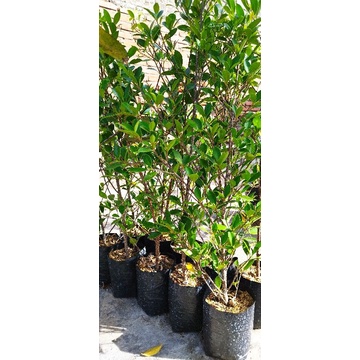 Bibit Bonsai Beringin Kimeng