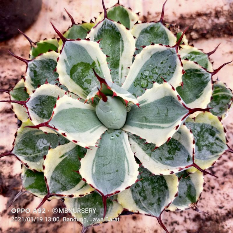 

agave potatoroum bigz