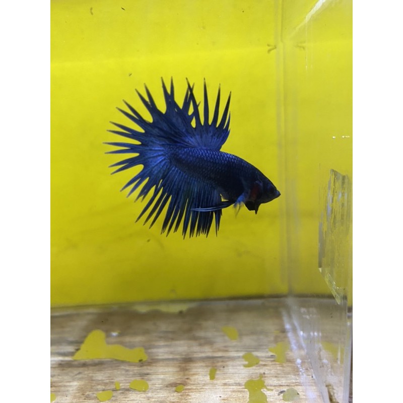 

Crowntail Betta