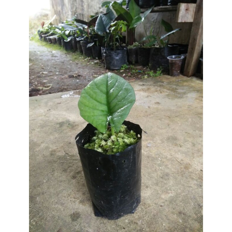 Alocasia Reginae. Nebula & Bisma