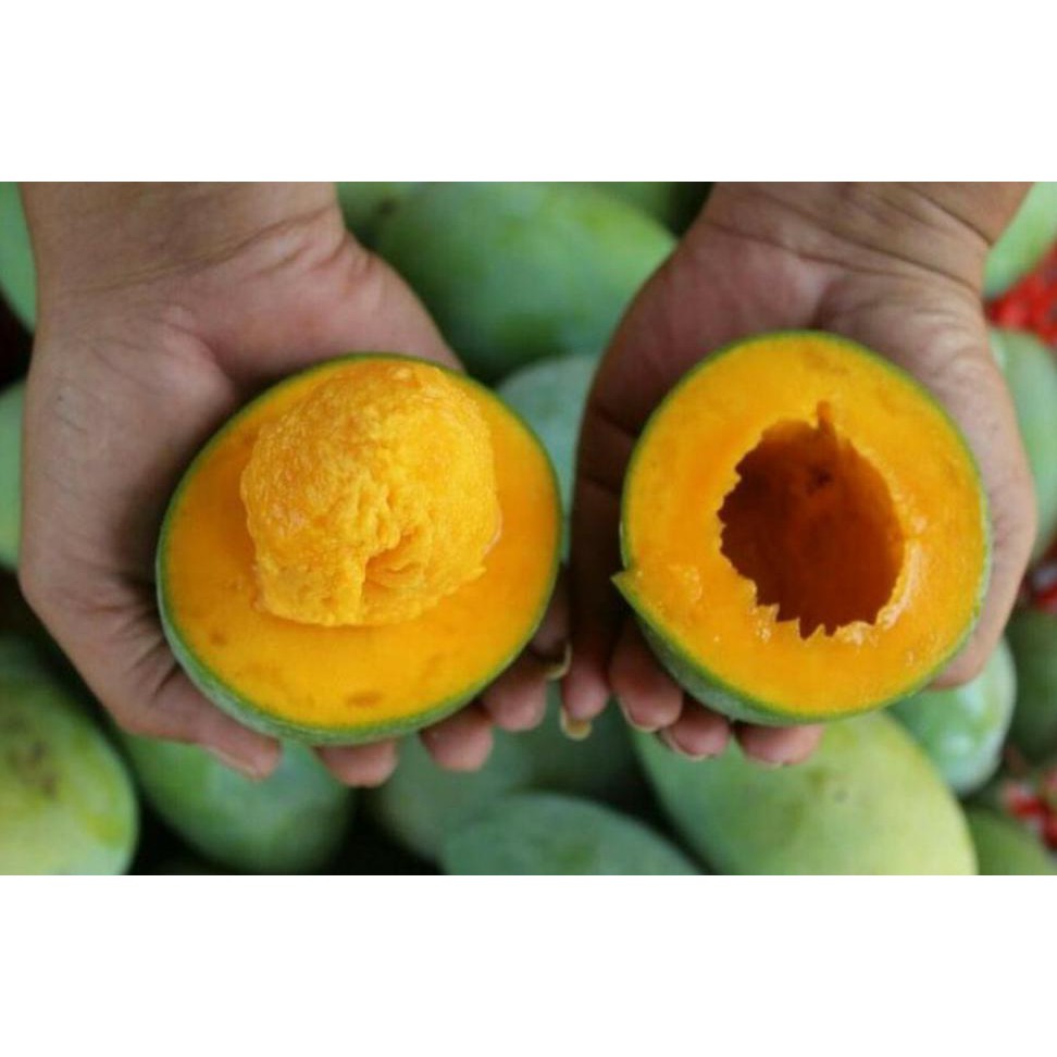 Bibit Benih Tanaman Bibit Buah Mangga Alpukat @_#