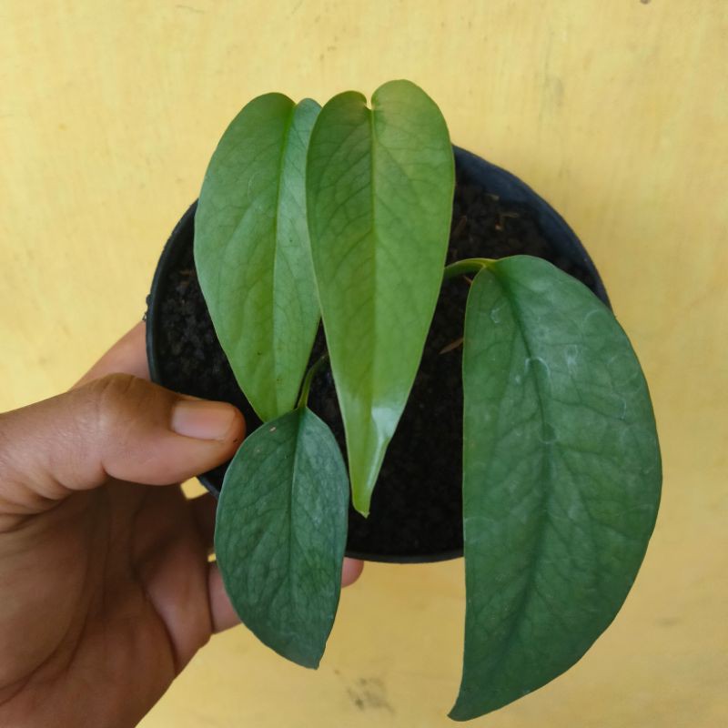 epipremnum pinnantum Cebu blue