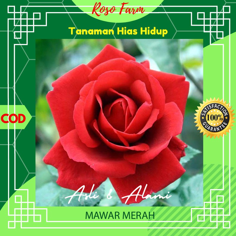 Bunga Mawar Merah Kebun Berkebun Bibit Benih Bunga Kembang Tanaman Hias Asli Alami Hidup