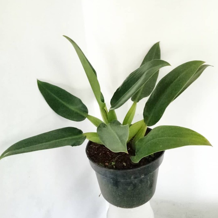 READY PROMO TANAMAN PHILO KATAK TANAMAN PHILODENDRON MARTIANUM MURAH TERAWAT