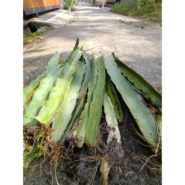 BIBIT BUAH NAGA PUTIH/ BIBIT POHON BUAH NAGA PUTIH