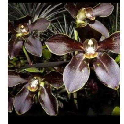 Grammatophyllum martae dewasa