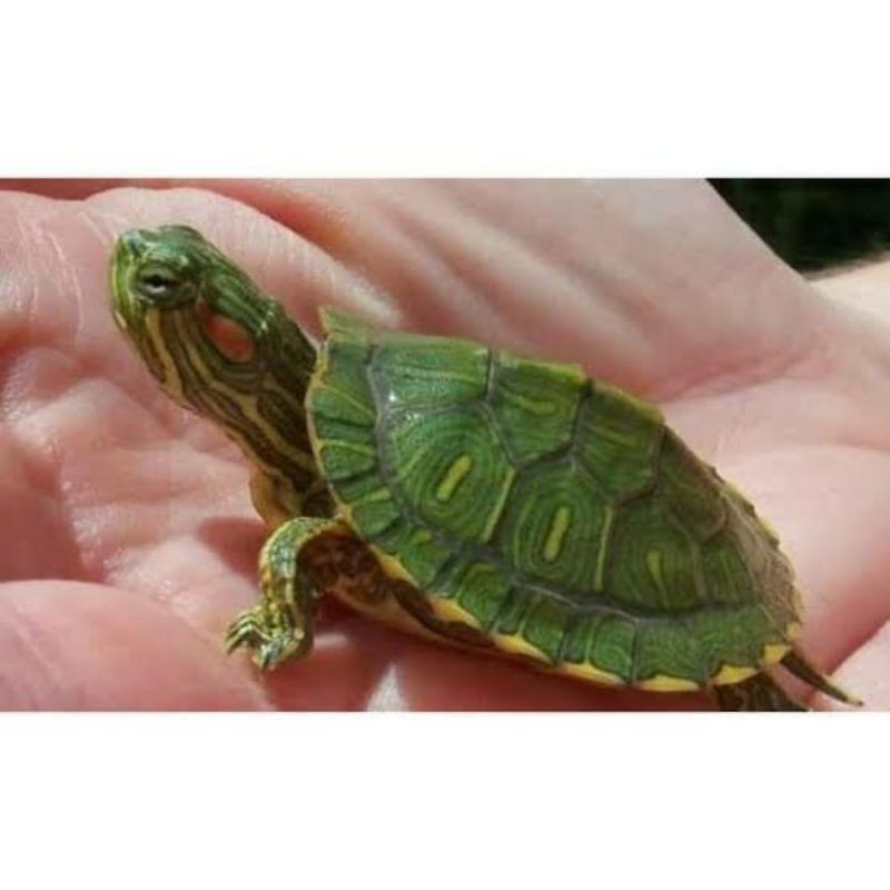 Baby Kura Kura Brazil