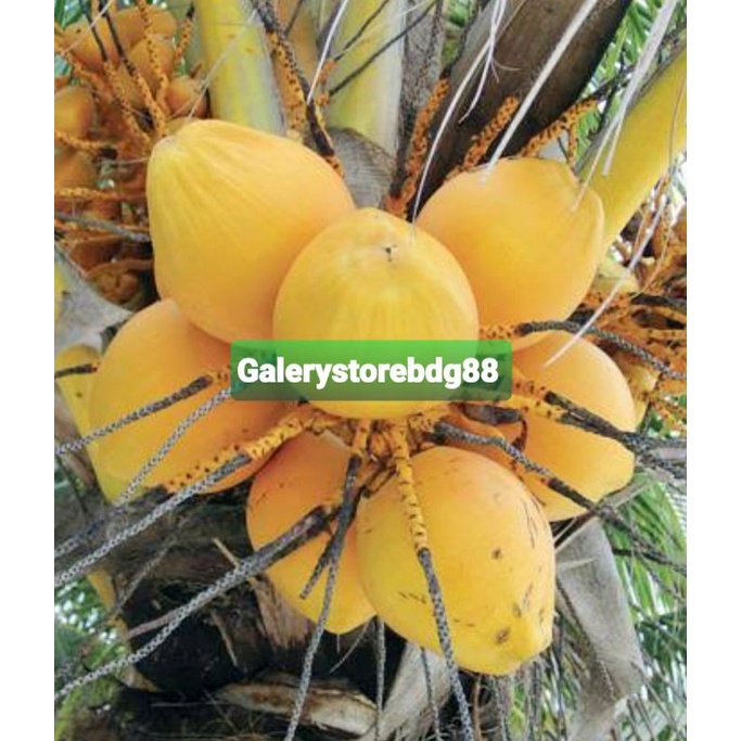 

Buah kelapa gading asli buah kelapa kuning perbuah