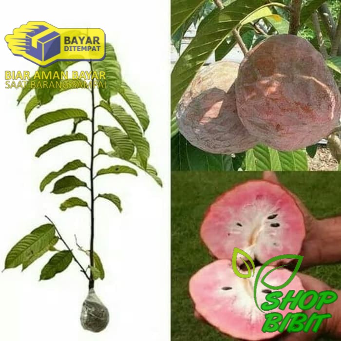 Bibit tanaman buah sirsak merah