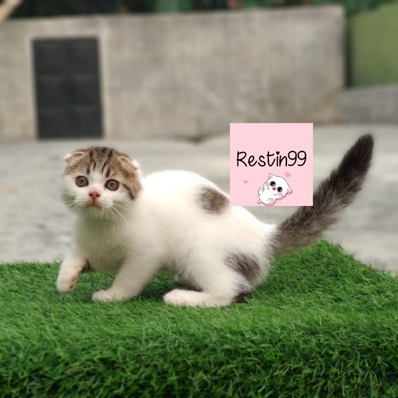 Harga Kucing Himalaya Kitten Terbaru November 2021  BigGo Indonesia