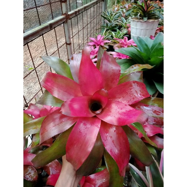 Tanaman hias Bromelia Red Lyla - BakulKembang