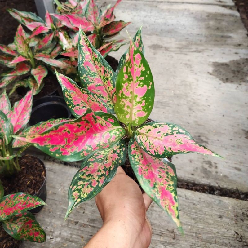 Aglaonema Ruby Garuda batik