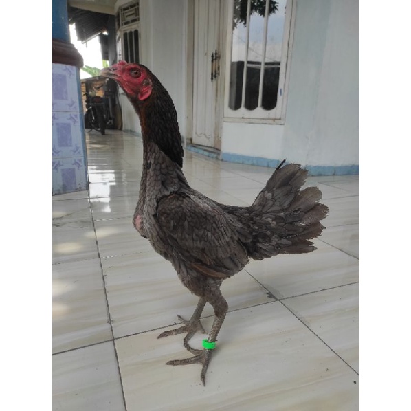 Ayam betina indukan Birma Mangon