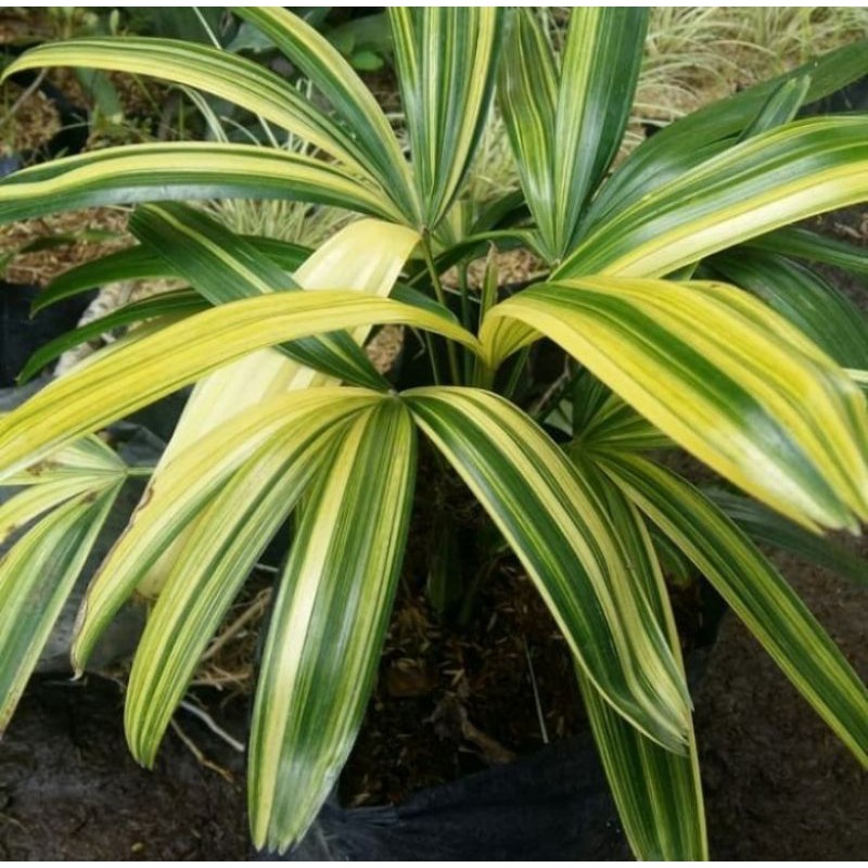 tanaman hias palem regu variegata _ palem jari variegata