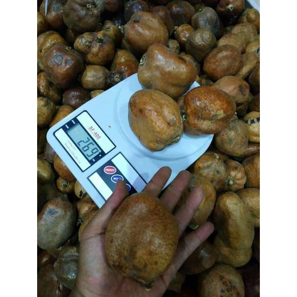 

Buah Zuriat Mesir 500gr / Zuriat Promil Murah Original