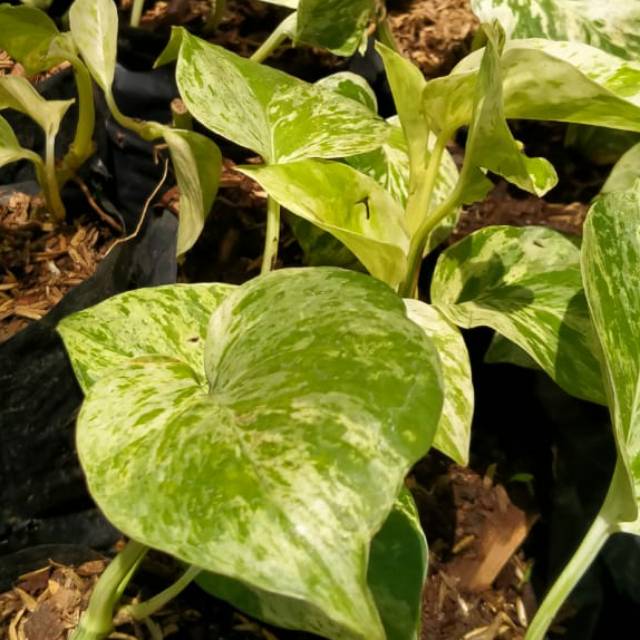 Tanaman Sirih Belanda Putih - Keindahan Alam yang Mendatangkan Kesejukan