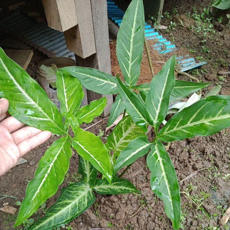 SYNGONIUM PODODHYLLUM SCHOTT TANAMAN HIAS BUNGA SYNGONIUM  FIVE FINGER VARIGATED BATIK MURAH