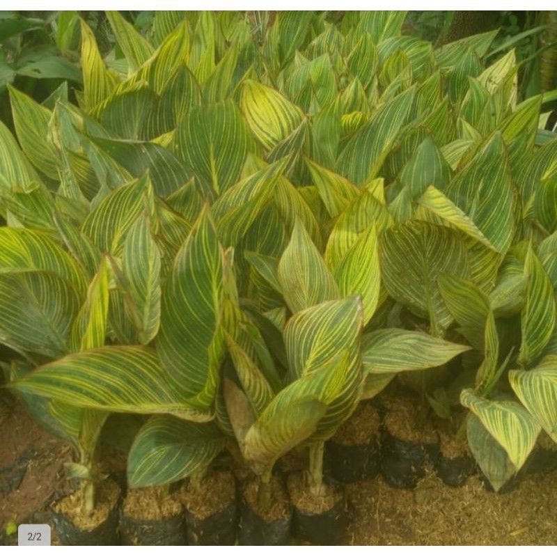 pohon kana pisang pisangan