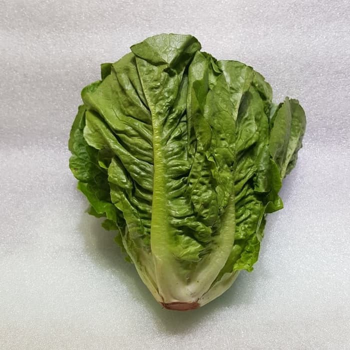 

Romain Letuce | Pakan Tortoise Premium | Sayur Salad Organik