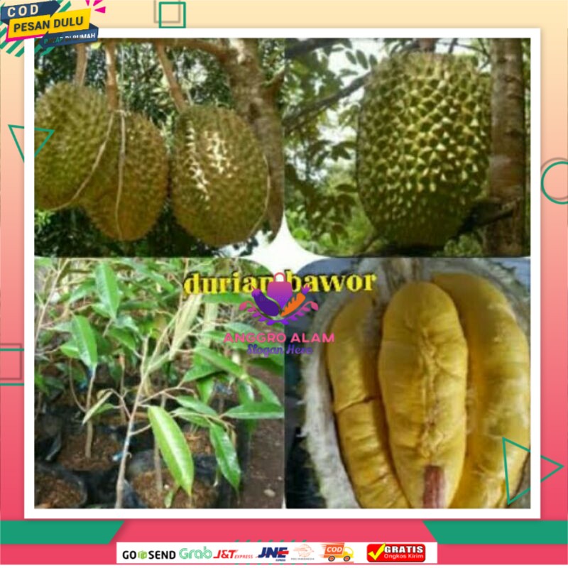 

Durian bawor