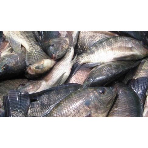 

Ikan Mujair 500gr