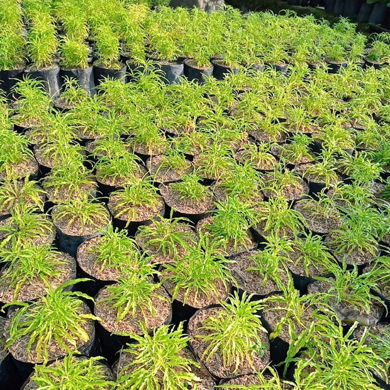 tanaman hias/tanaman out dor brokoli kuning