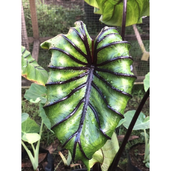 Tanaman Hias Colocasia Pharaoh Mask | Daun Hitam Hijau Elegan Tanaman Indoor & Outdoor Estetik