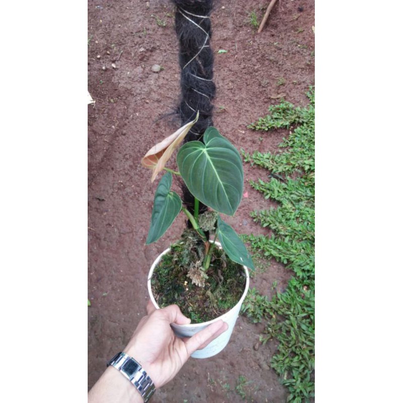 tanamn hias_fhillodendrum melano/melano fhillodendrum_melano