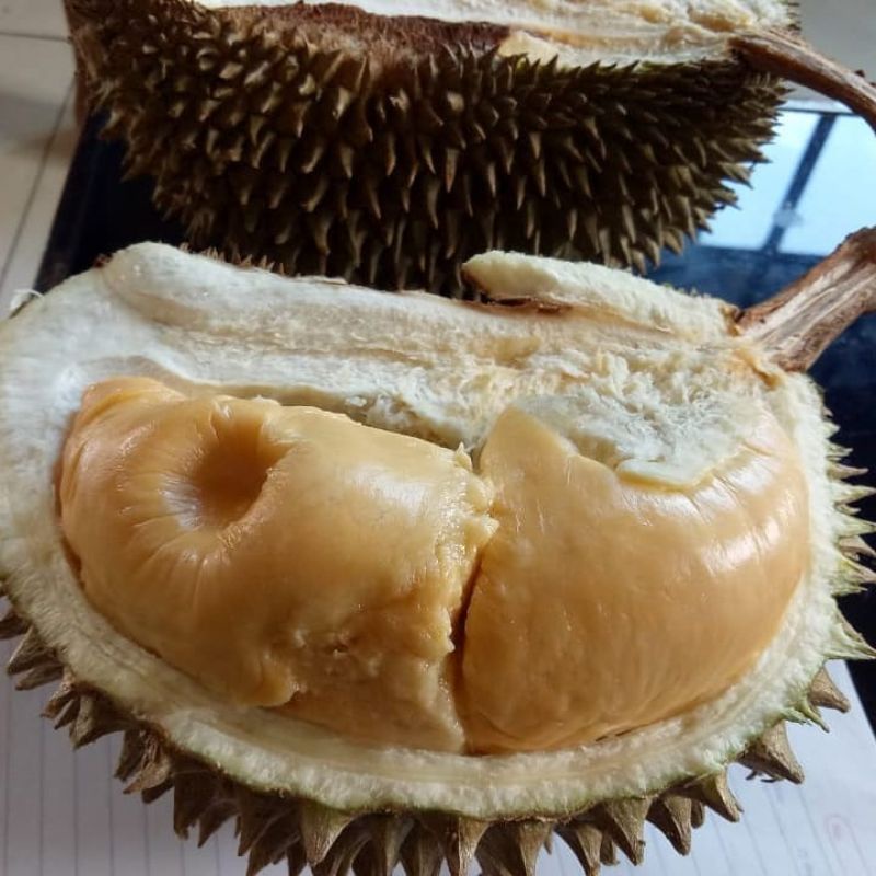 Bibit Durian Super Tembaga