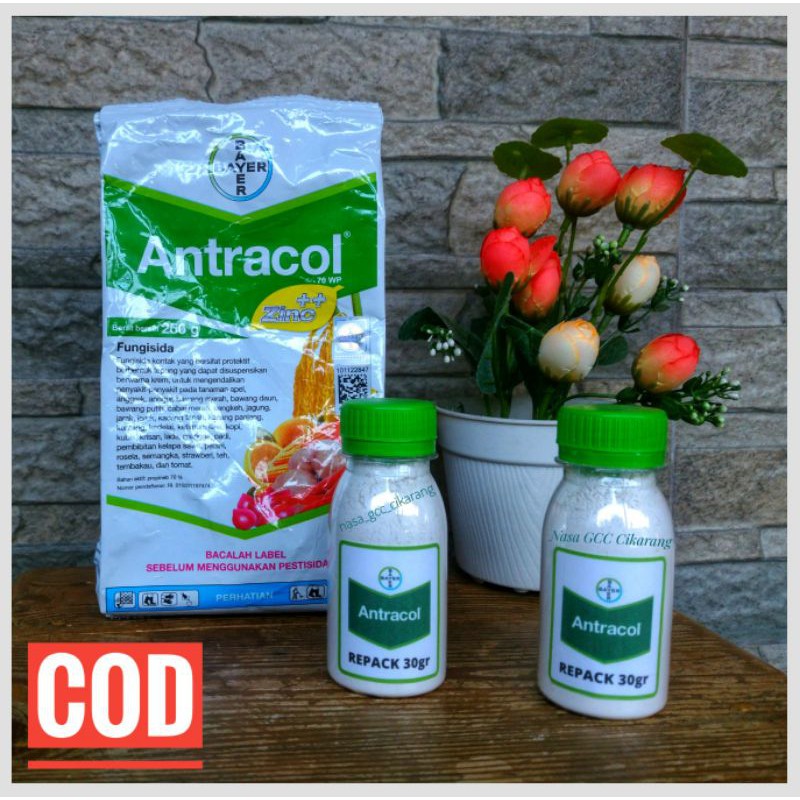 ANTRACOL 70WP FUNGISIDA KEMASAN 30 GRAM