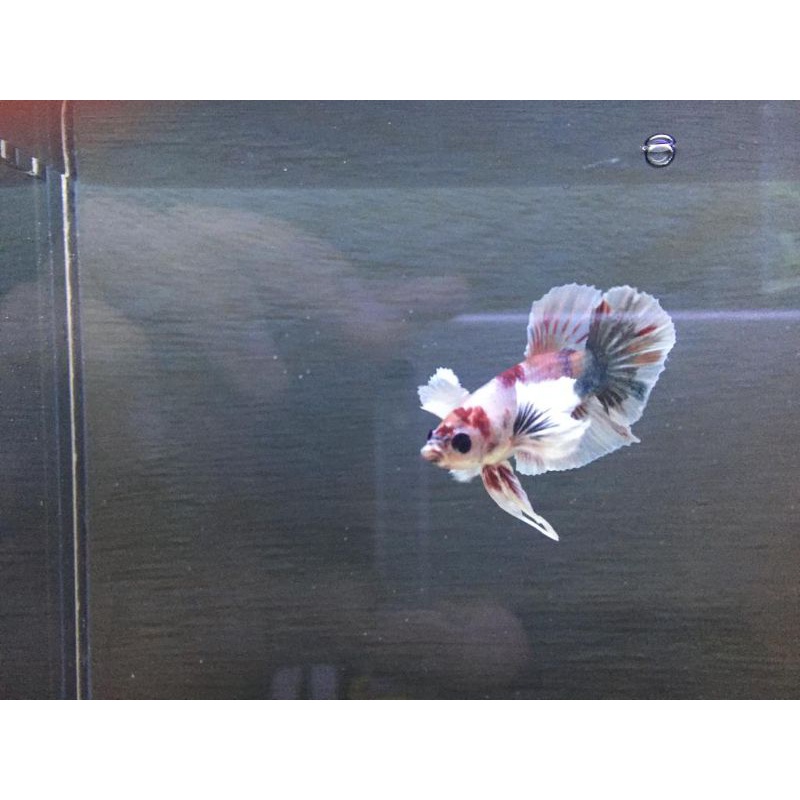 Dumbo Ear Cooper Multy Mata Full Hitam