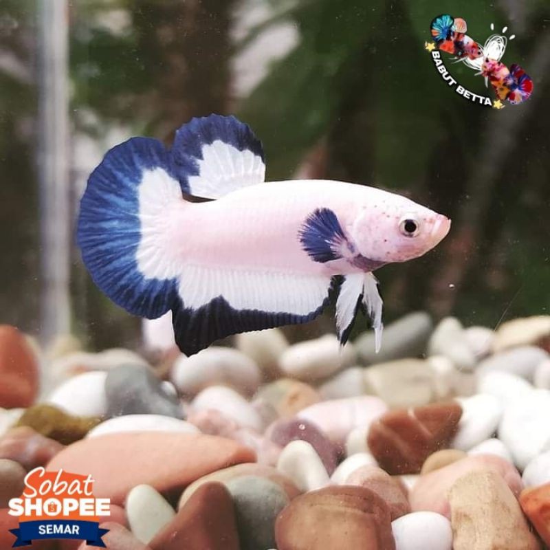 ikan cupang BlueRim top grade indukan